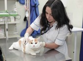 Эвтаназия животных ветеринарный врач усыпление