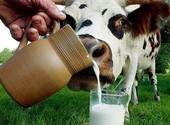 Свежее домашнее Молоко