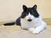 Роскошный, очень добрый котик Атос, преданный людьми, ищет дом и доброе сердце