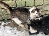 Котик Мурзик, потерявший хозяйку, ищет дом и доброе сердце