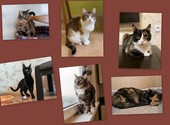 Домашние кошечки и котик, потерявшие хозяйку, срочно ищут дом