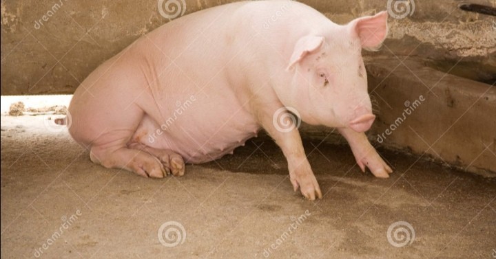 Продам свиноматку