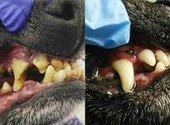 Чистка зубов кошкам и собакам ультразвуком