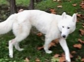 Пропала собака белая хаски