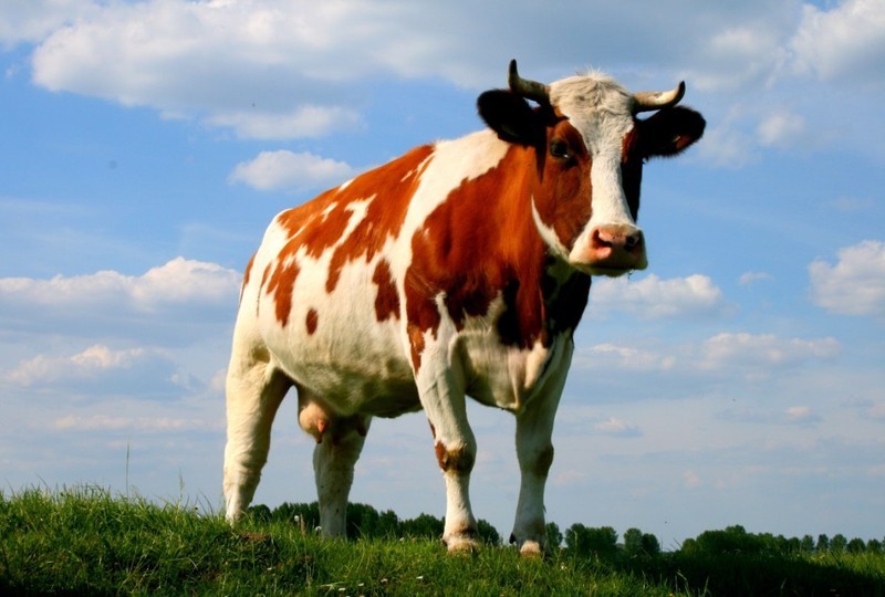Продам: Корова стельная 2г. 4мес. Отелится примерно в марте 2023г