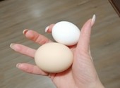 Двухжелтковые, отборные, большие яйца