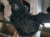 Курицы, петухи и цыплята разных пород