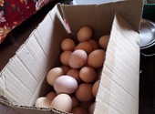 Продаются деревенские куриные яйца