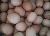 Яйца куриные домашние