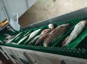 Ленточный конвейер для транспортировки морской рыбы