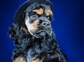Предлагаются щенки американского кокер-спаниеля для выставок и разведения.