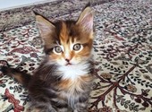 Продаю породистых котят мейн-кун, рождены 09. 01. 2022г.