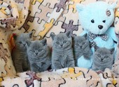 Голубые британские котята. Питомник Silvery Snow