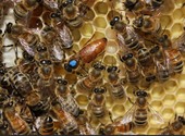 Продаю пакеты пчёл породы Бакфаст, Карника, Карпатка