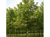 Лиственные деревья из питомника в Подмосковье
