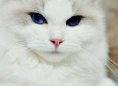 Котик породы Ragdoll (тряпичная кошка-кукла)