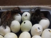 Инкубационное яйцо уток Хаки Кэмпбэлл и гусей холмогорских, серых крупных и микс