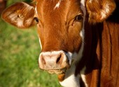 Коровы мясных пород живым весом на убой.