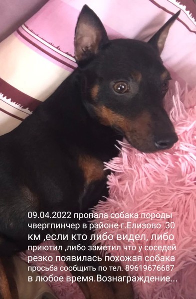 Пропала собака породы цвергпинчер в районе г. Елизово 30 км