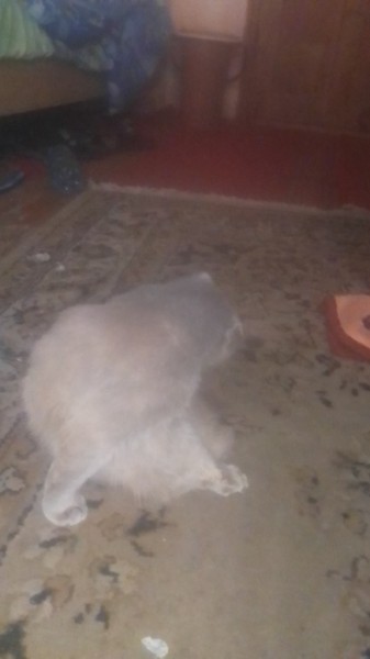 Продам кошку шатланка веслоуха цвет серый