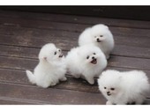 Красивые щенки померанского шпица для хорошей семьи