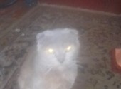 Продам кошку шатланка веслоуха цвет серый