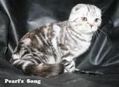 Шотландские котята ШОУ класса эксклюзивных мраморных окрасов