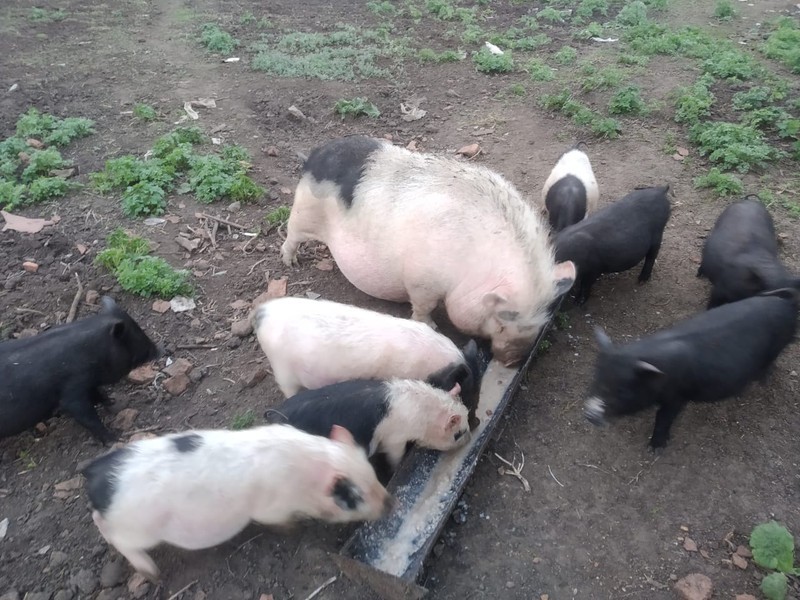 Вьетнамские свини 3 месяца