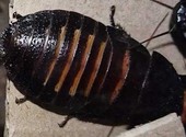 Мадагаскарские тараканы шипящие
