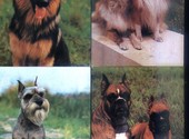 Открытки собаки Чехословакия 18 мая