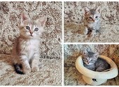 Очаровательные котята-малыши Тиша, Ника и Мика в добрые руки