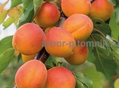 Саженцы абрикосов из питомника с доставкой, каталог с низкими ценами в интернет магазине