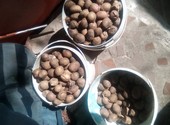 Продам картофель домашний семенной 20 кг остался от посадки