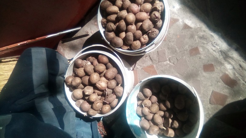 Продам картофель домашний семенной 20 кг остался от посадки