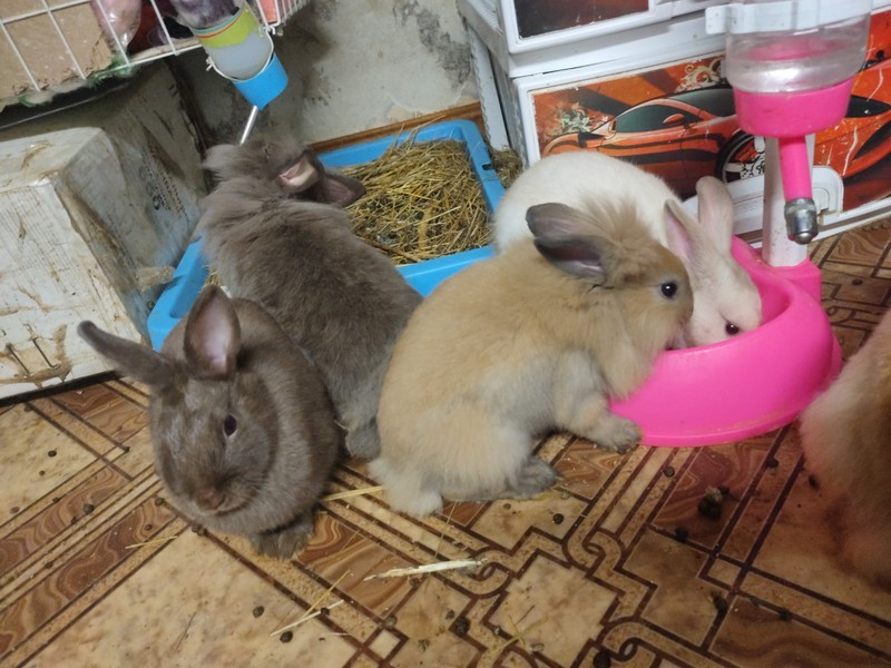 Кролики карликовые