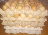 Яйца куриные и перепелиные