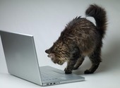Сайты для Вас! Вэб-студия "Чеширский кот"