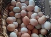 Домашние яйца, Добрыниха.