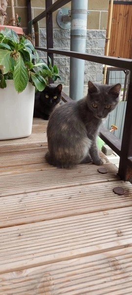 Кисонька голубокремка и чёрный котик ищут дом и хозяев!
