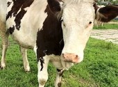 Продается корова породы Монбельярд