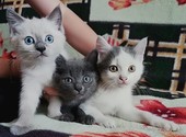 Котята мальчики от британской кошки