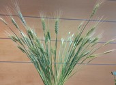 Натуральные Колосья пшеницы