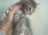Котенок Мауро возраст 1 месяц