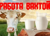 Упаковщики Молочная продукция Работа Вахта
