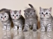 Шотланские котята