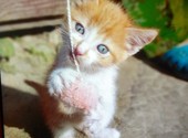В добрые заботливые руки рыжий игривый котёнок!