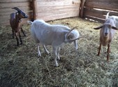 Продаются козы оптом 33 головы, дойные, молодёжь, козлята.