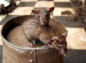 Обработка от крыс, истребление крыс, уничтожение крыс в Алексине, служба сэс Алексина.