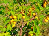 Саженцы уральского абрикоса