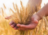 Продаем семена озимой пшеницы, семена трав, травосмеси, СЗР.
